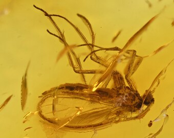 Detailed Sciaridae (Fungus Gnat), Fossil Inclusion in Baltic Amber