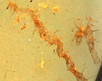 Rare Myriapoda (Centipede), Fossil inclusion in Burmese Amber