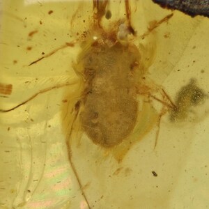 Erythraeidae (Velvet Mite), Fossil insect inclusion in Burmese Amber
