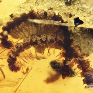 Two Detailed Diplopoda (Millipede), Fossil inclusion in Burmese Amber