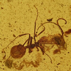 Puede incluir: Un espécimen de hormiga fosilizada conservado dentro de una pieza de ámbar translúcido de color amarillo dorado. El insecto muestra una cabeza, tórax y abdomen distintos con patas finas y articuladas y largas antenas curvas visibles.