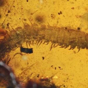 Detailed Diplopoda (Millipede), Fossil inclusion in Burmese Amber