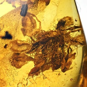 Rare Detailed Oak Flower, Fossil Inclusion in Baltic Amber