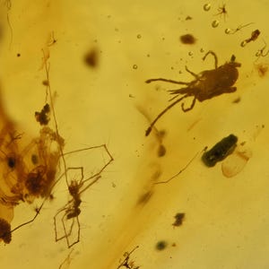 Two different Acari (Mites), w/ spider Fossil insect inclusion in Burmese Amber