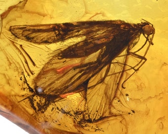 Trichoptères détaillés (phlébotomes), inclusion de fossiles dans l'ambre de la Baltique