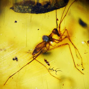 Very Rare Extinct Roach nymph in Burmese Amber