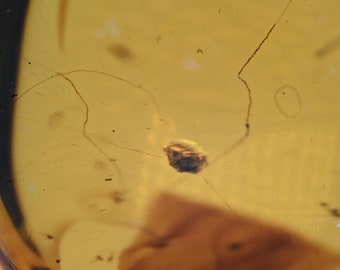 Toile d'araignée, inclusion de fossiles dans l'ambre birman