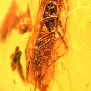Detailed Trichoptera (Caddisfly), Fossil Inclusion in Baltic Amber