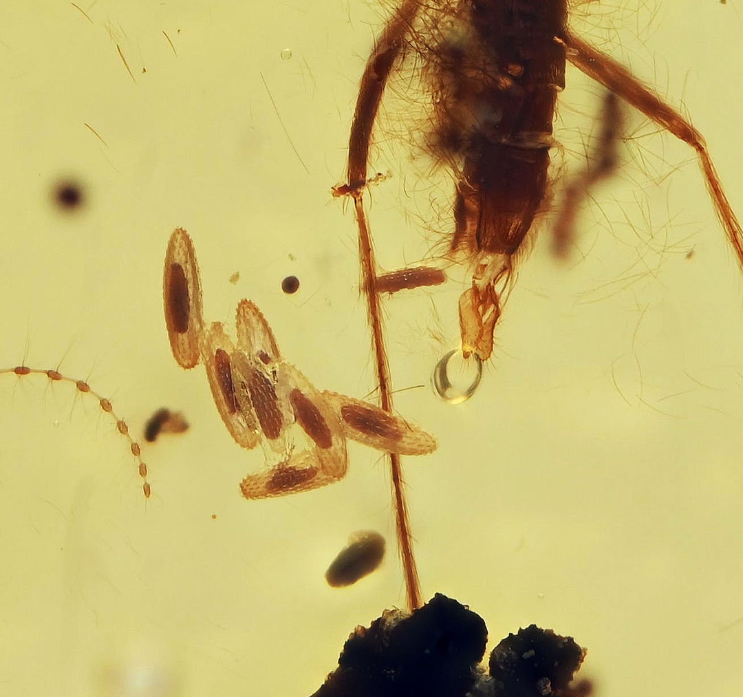 Detailed Sciaridae gnat Laying Eggs Fossil Inclusion in Etsy