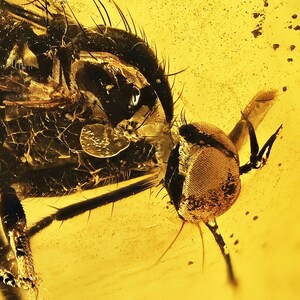 AMAZING Detail Empididae (Dance Fly), Fossil Inclusion in Baltic Amber