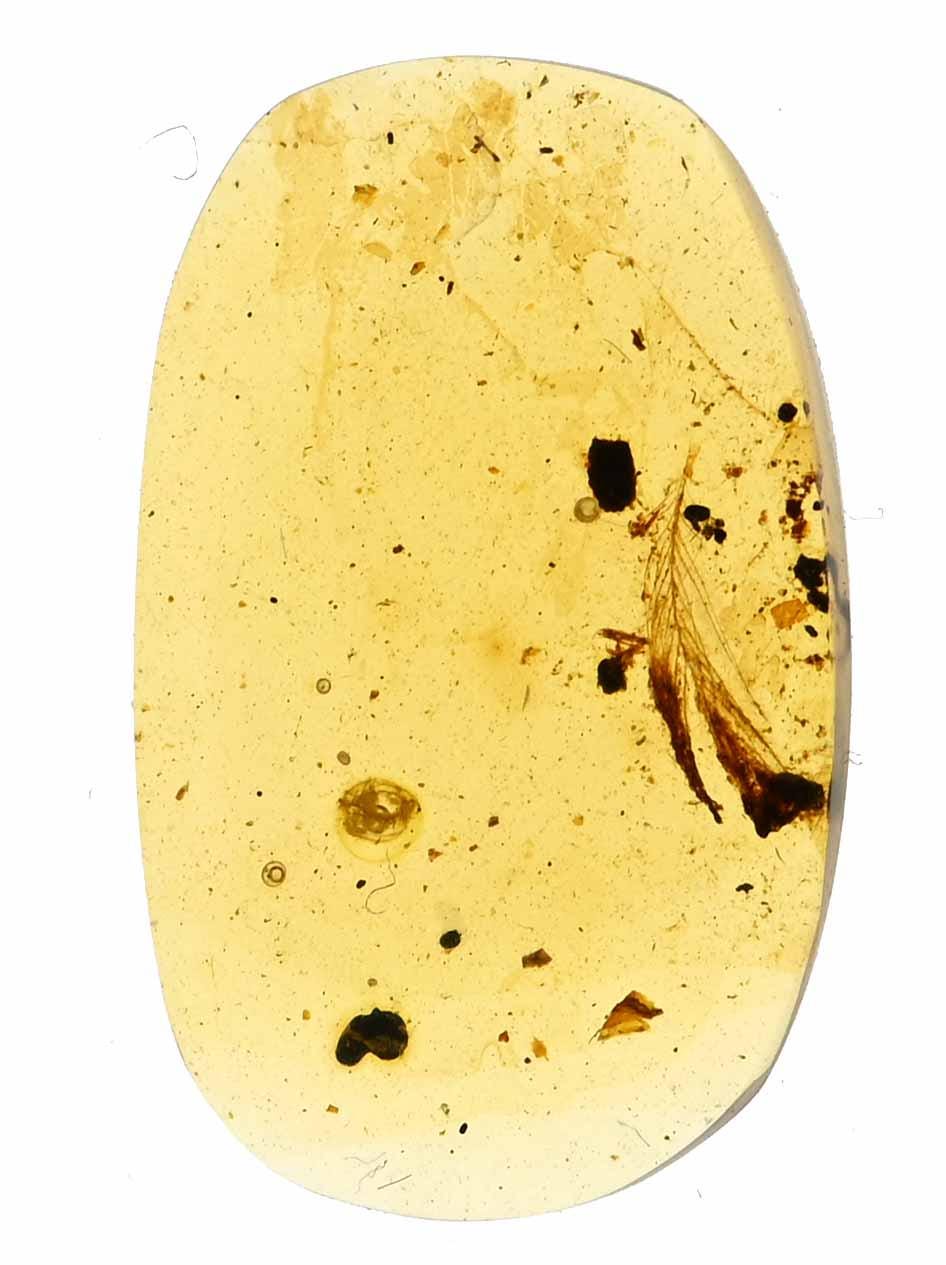 ビルマ産琥珀に含まれる希少な鳥類の羽毛の化石 - Etsy 日本