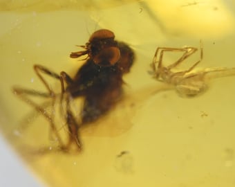 Brachycera (mouche) avec araignée, inclusion d'insectes fossiles dans l'ambre birman