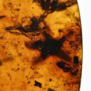 Tropidogyne pikei - Flor de cinco pétalos, inclusión de un insecto fósil en ámbar birmano