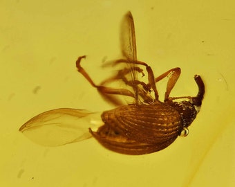 Rare Curculionoidea (Weevil - Snout Beetle), Fossil Inclusion in Dominican Amber