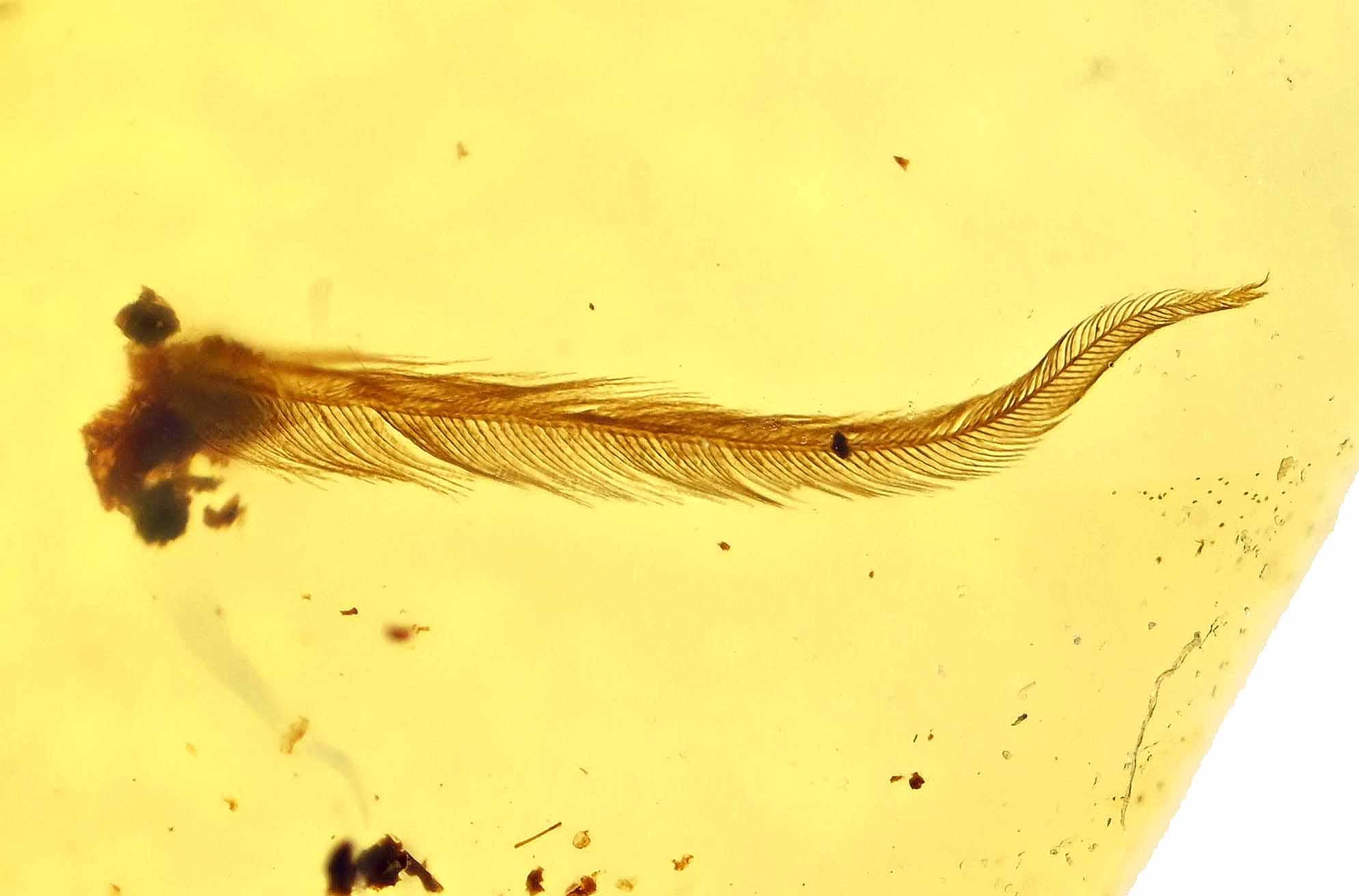 激レア！！羽毛入りビルマ琥珀 Yahoo!オークション - 希少・羽毛入り琥珀 ビルマ ミャンマー