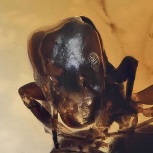 Detailed Aculeata, Formicidae (Ant), Fossil insect inclusion in Baltic Amber