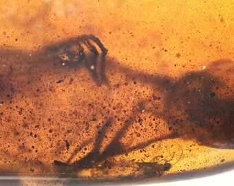 Rare Partial Lizard - Two claws and part body, Fossil inclusion in Burmese Amber