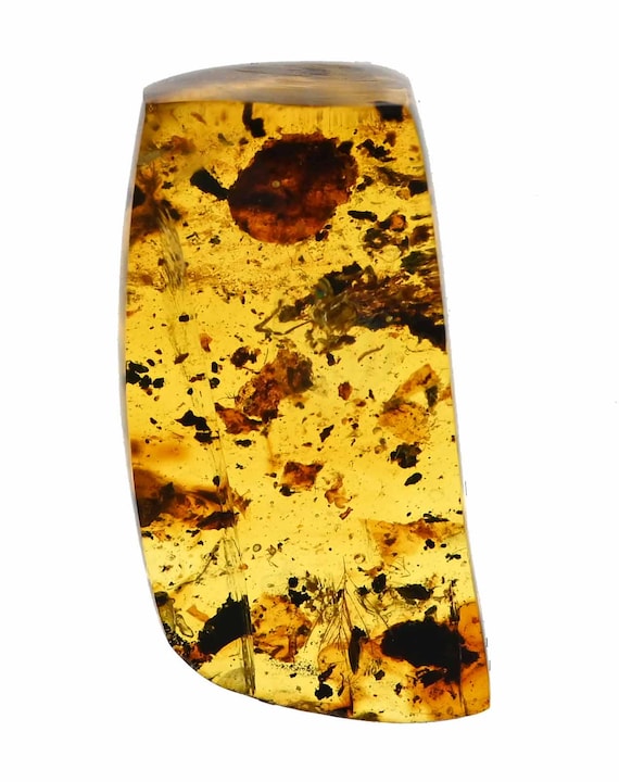 ビルマ産琥珀に含まれる希少な鳥類の羽毛の化石 - Etsy 日本