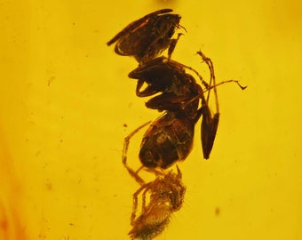 Spider attacking ant, Fossil Inclusion in Dominican Amber