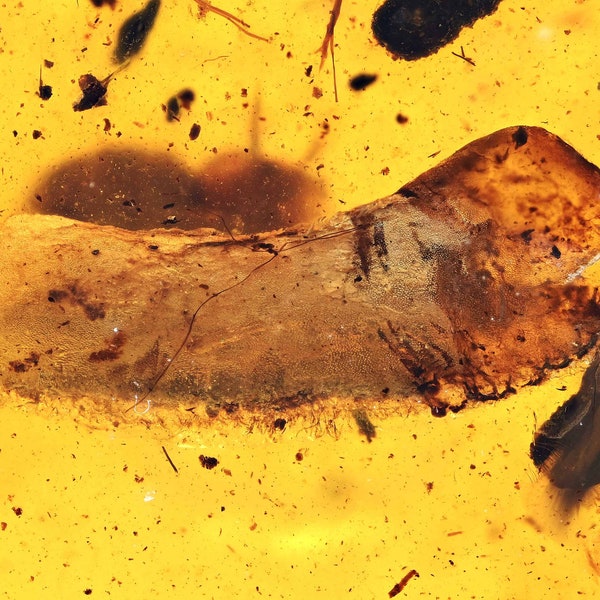 Blattodea (Cockroach) egg sac, Fossil inclusion in Burmese Amber