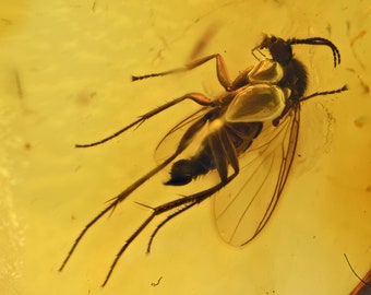 Detailed Sciaridae (Fungus Gnat), Fossil Inclusion in Baltic Amber