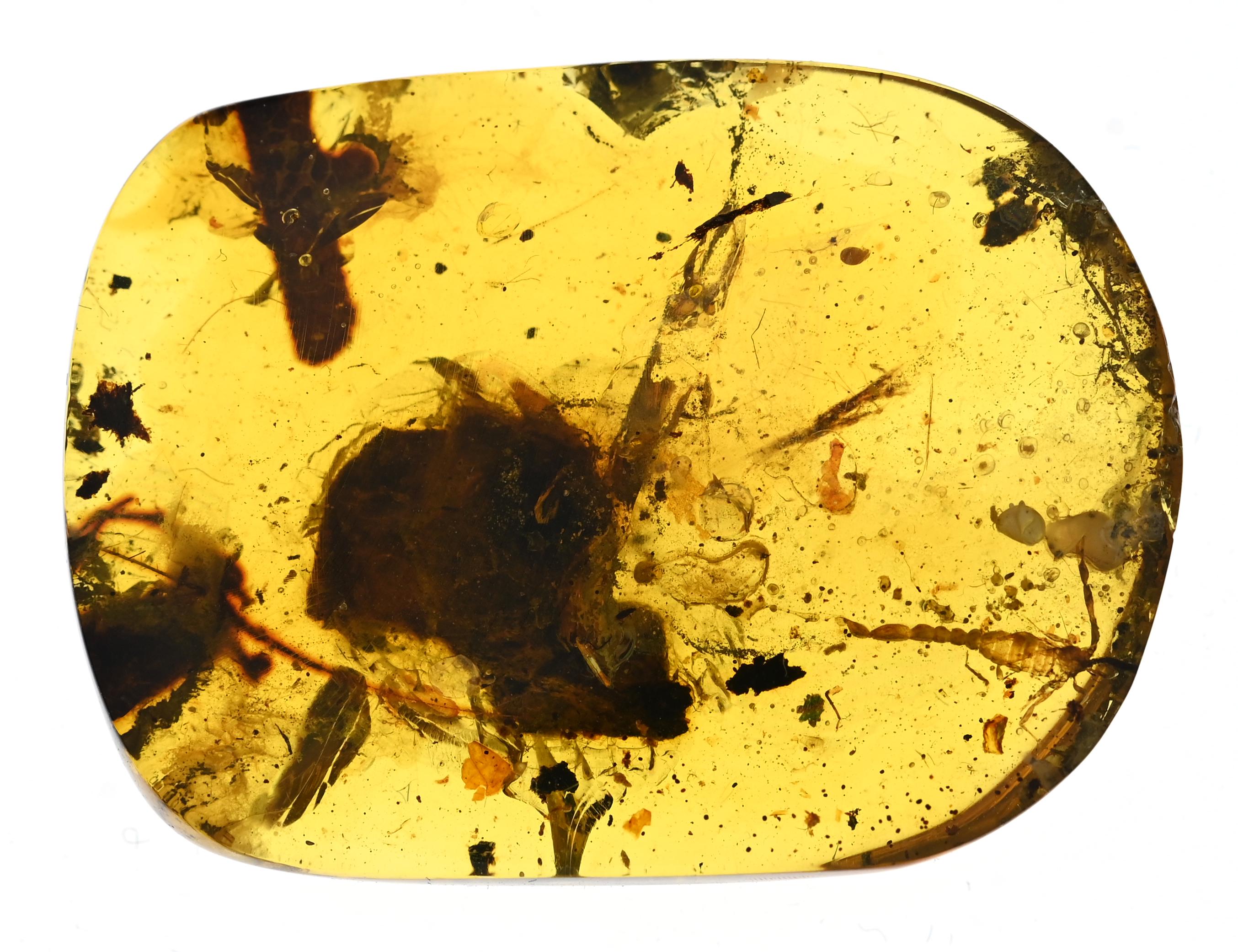 旧家初心だし　中国時代の化石　天然琥珀サソリ古美術 DE1656D4-2 ビルマ産琥珀に含まれる希少なサソリの化石 - Etsy 日本
