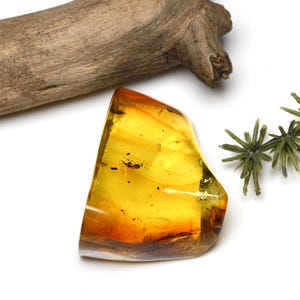 Hymenoptera (Wasp), Fossil insect inclusion in Chiapas Amber