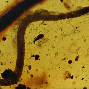 Diplópodos (milpiés) detallados, inclusiones de insectos fósiles en ámbar birmano