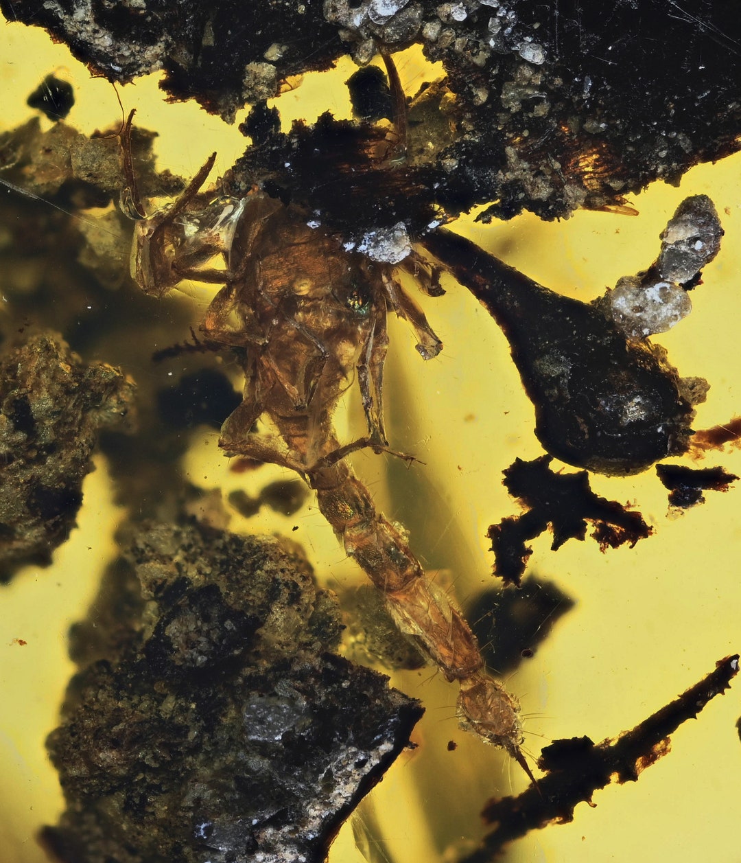 Rare Complete Scorpion, Fossil Inclusion in Burmese Amber - Etsy