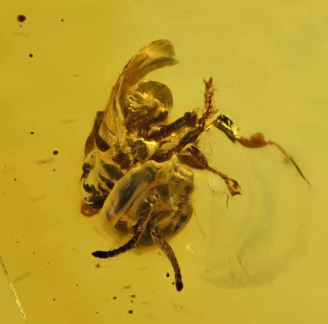 Rare Anthophila (stingless Bee), Fossil Inclusion in Dominican Amber - Etsy