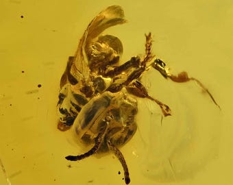 Rare Anthophila (Stingless Bee), Fossil Inclusion in Dominican Amber