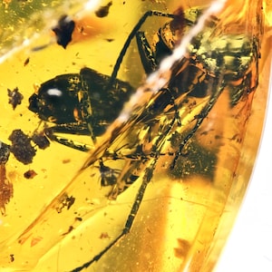 Robust Camponotus (Carpenter Ant), Fossil Inclusion in Dominican Amber