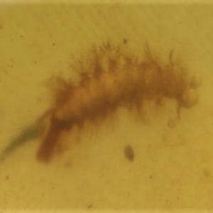 Polyxenidae (Soft Millipede), Fossil insect inclusion in Burmese Amber