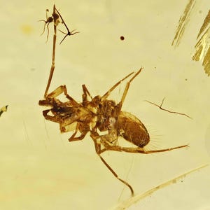 Scarce Schizomida (Whipscorpion), Fossil Inclusion in Burmese Amber