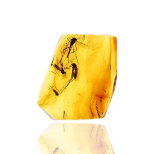 Swarm of 4 Chironomidae (Midge), Fossil insect inclusion in Baltic Amber