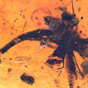 Scarce Gymnosperm Flower, Fossil Inclusion in Burmese Amber