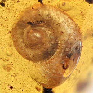 Gasterópodos escasos (caracoles terrestres), inclusión fósil en ámbar birmano