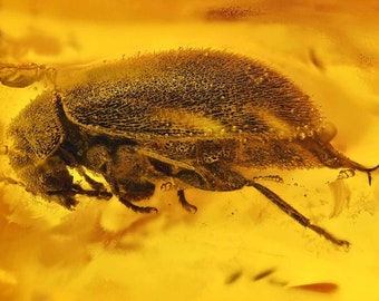 Super Detailed Scirtidae (Marsh Beetle), Fossil Inclusion in Baltic Amber