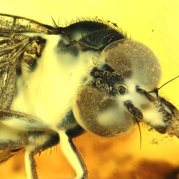 Détail incroyable de Rhagionidae (mouche des bécassines), inclusion de fossiles dans l'ambre de la Baltique