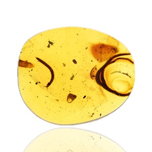 Detailed Diplopoda (Millipede), Fossil insect inclusion in Burmese Amber