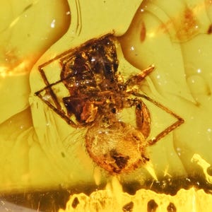 Detailed Araneae (Spider), Fossil Inclusion in Baltic Amber