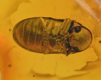 Detailed Ptinidae (Spider Beetle), Fossil Inclusion in Baltic Amber