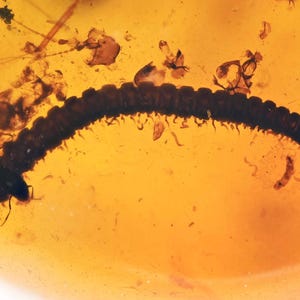 Detailed Diplopoda (Millipede), Fossil inclusion in Burmese Amber