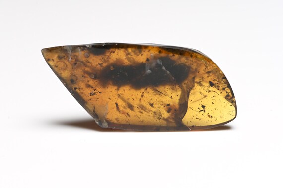 ビルマ産琥珀に含まれる珍しいトカゲの足の化石 - Etsy 日本