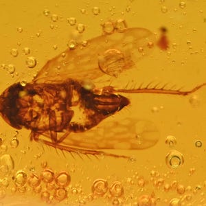 Planthopper with Trichoptera (Caddisfly), Fossil Inclusion in Dominican Amber