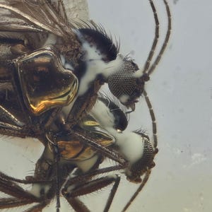 Two Sciaridae (Fungus Gnat), Fossil insect inclusion in Baltic Amber