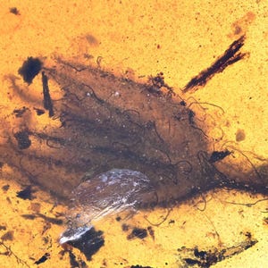 Scarce Gymnosperm Flower, Fossil Inclusion in Burmese Amber