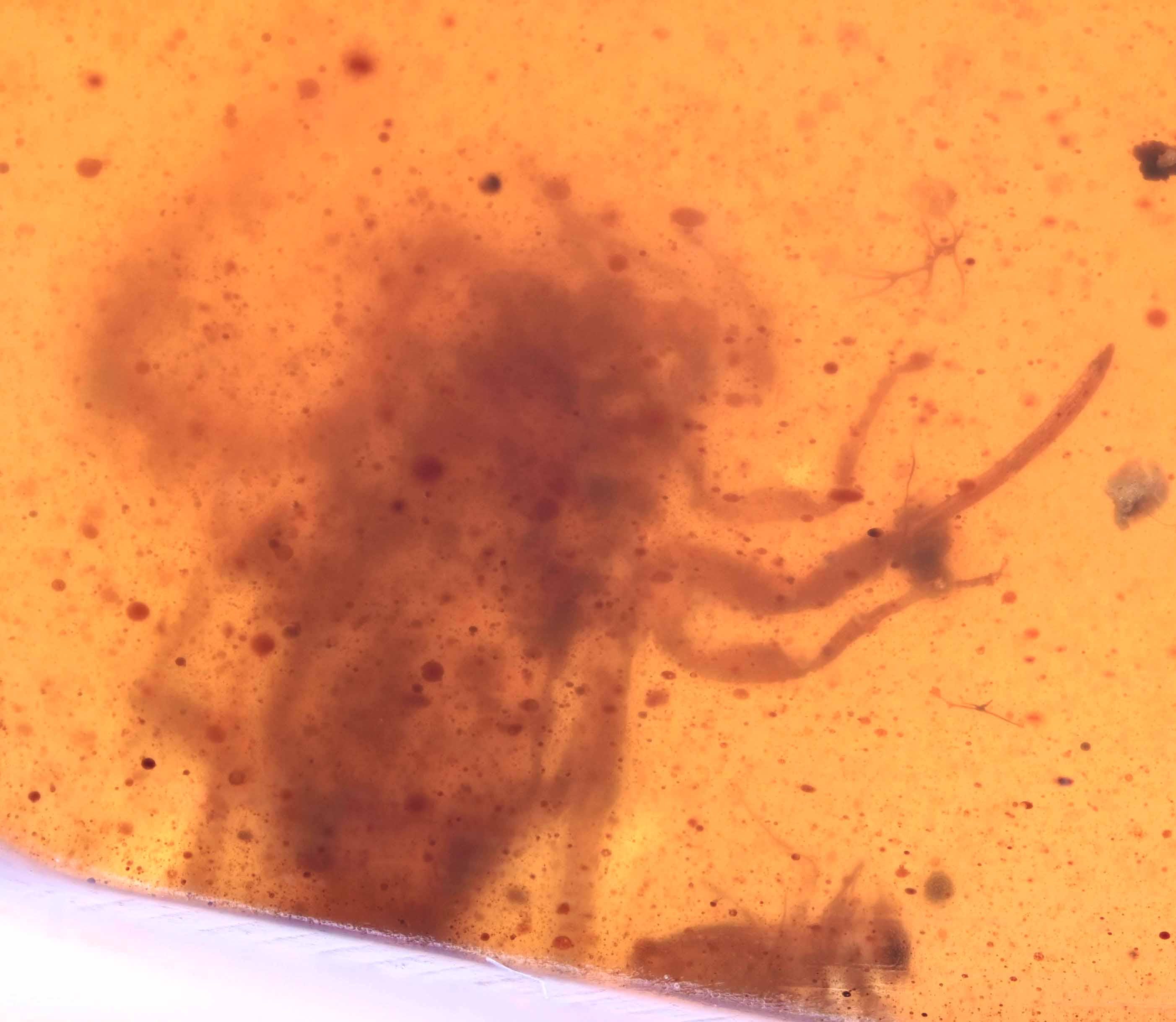 ビルマ産琥珀に含まれる希少なサソリの部分化石 - Etsy 日本