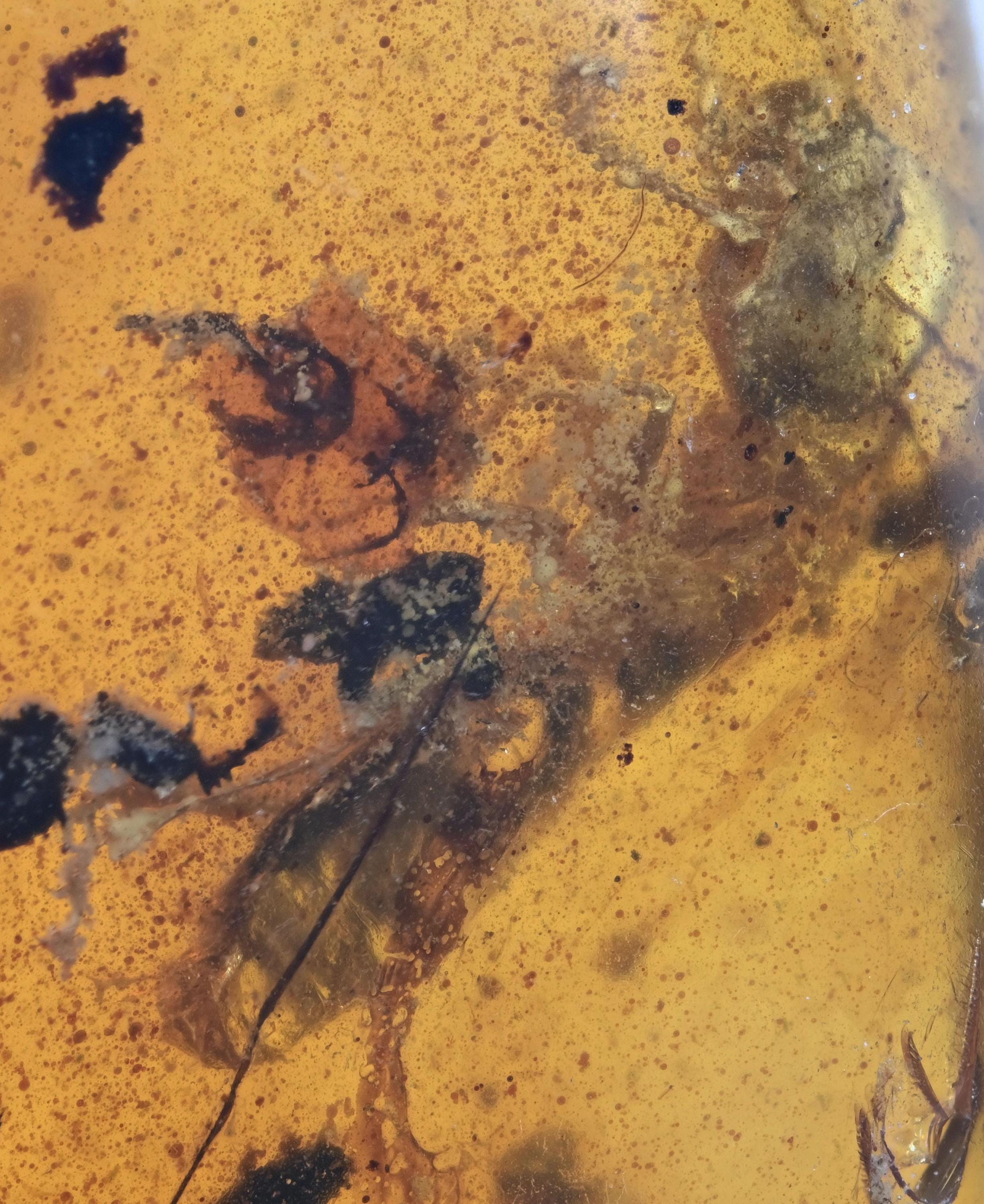 Detailed Isoptera (Termite), Fossil insect inclusion in Burmese Amber