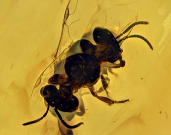 Rare Anthophila (Stingless Bee), Fossil Inclusion in Dominican Amber